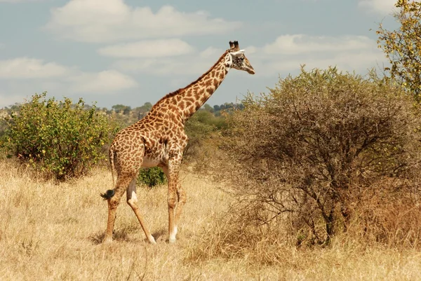 Jirafa africana —  Fotos de Stock