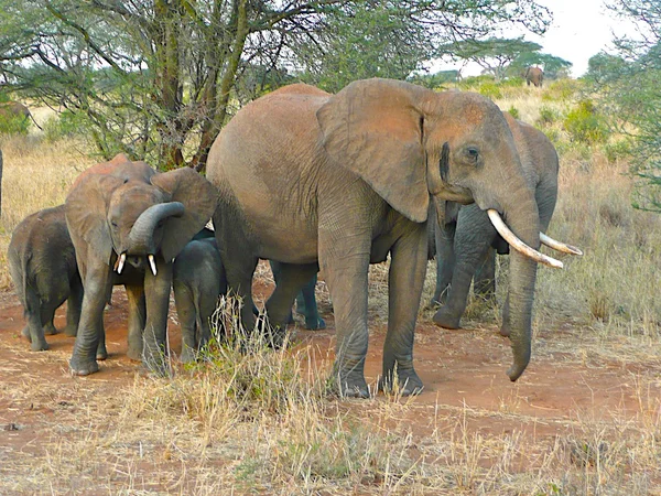 Família de elefantes — Fotografia de Stock