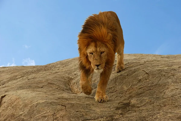 Löwenmännchen auf dem Felsen Stockbild