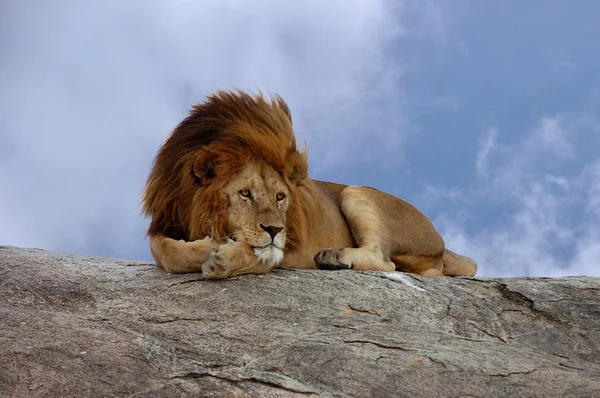 Kayalıklarda oturan aslan — Stok fotoğraf