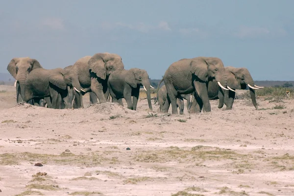 Большая семья слонов в Амбосели — стоковое фото