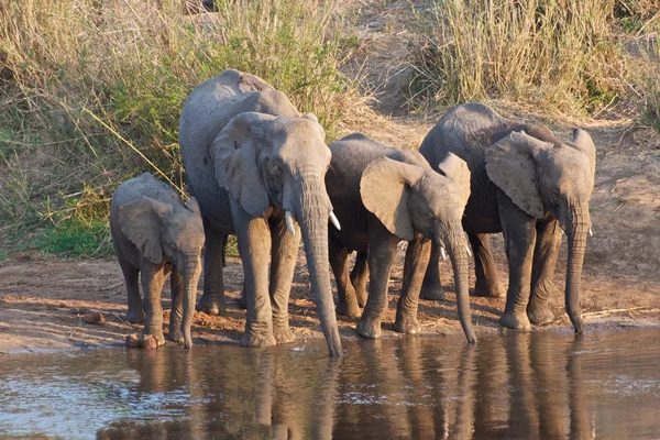 Elefanten trinken im Fluss — Stockfoto