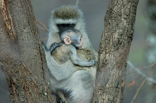 Mono vervet con bebé —  Fotos de Stock
