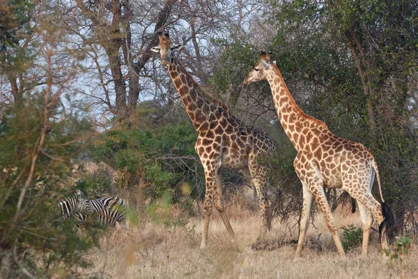 Duas girafas perguntando — Fotografia de Stock