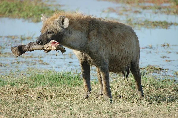 Пятнистая гиена — стоковое фото