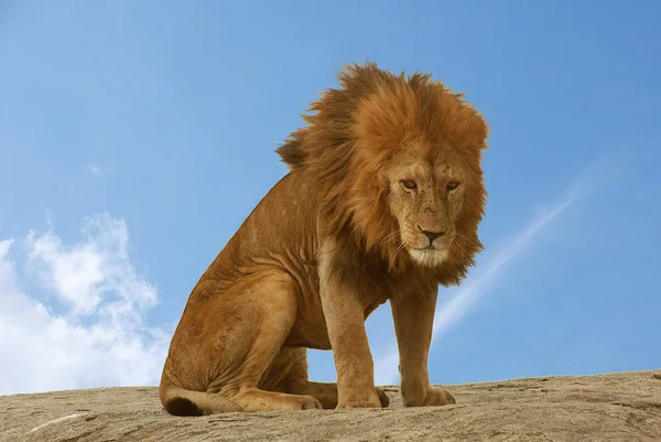 Lion sitting — Stock Photo, Image