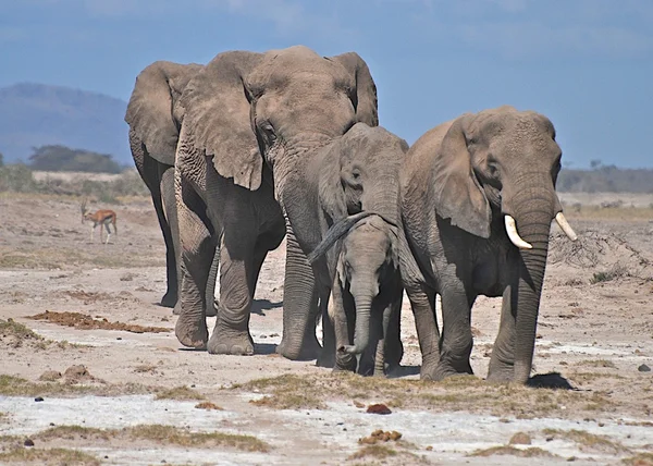 Слоны в Кении Стоковое Фото