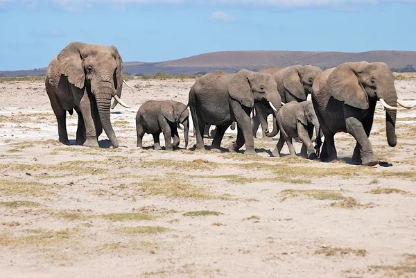 Elefantenfamilie Stockbild