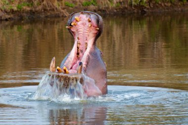 Biraz hava gulping hipopotam
