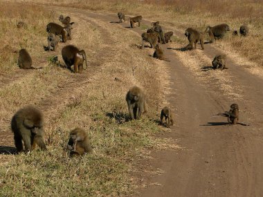 Family of baboons clipart