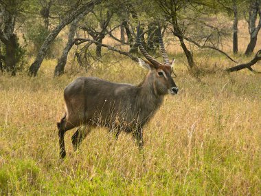 erkek waterbuck