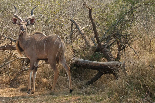 Kudo africano — Foto de Stock