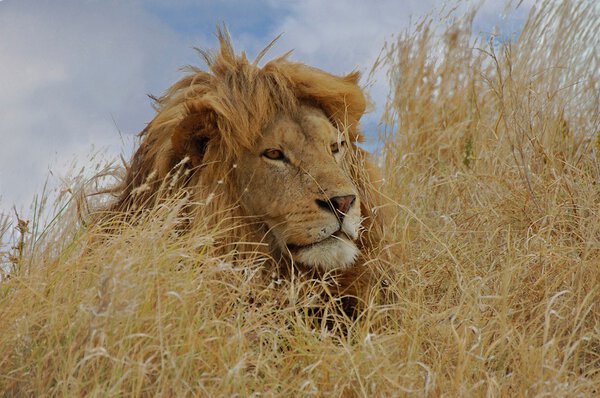 Male lion watching for prey