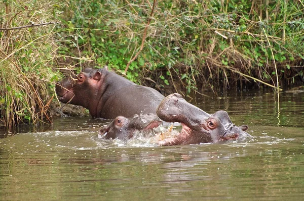 Hipopótamos bebé jugando — Foto de Stock