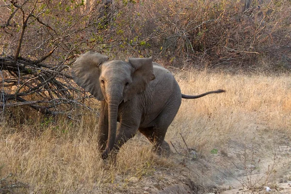 Зарядка слоненка — стоковое фото