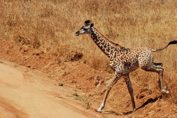 Girafa bebé — Fotografia de Stock