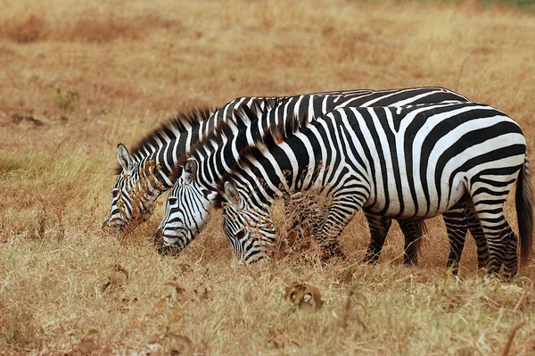 Três zebras — Fotografia de Stock