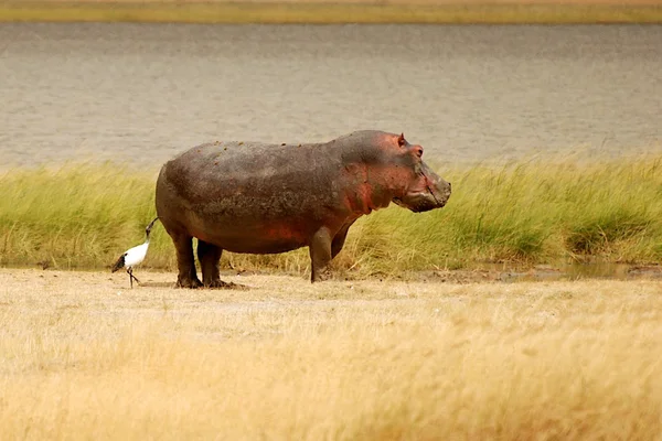 Hipopótamo con Garza — Foto de Stock