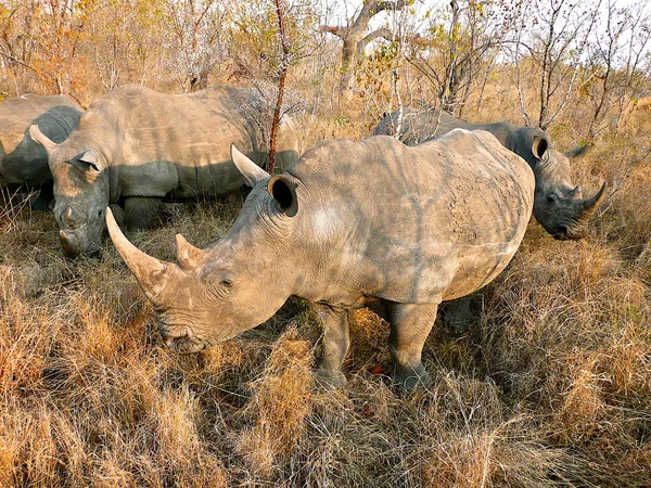 Rhinos grazing — Stock Photo, Image