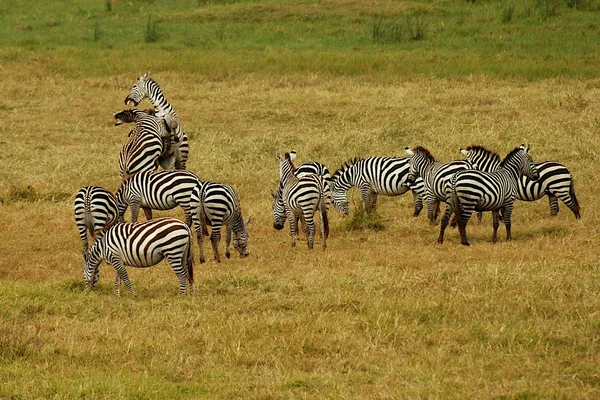 Kampf gegen Zebras Stockbild