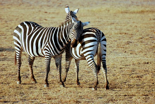Zwei liebevolle Zebras — Stockfoto