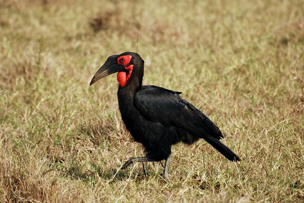 Southern Ground Hornbill — Stock Photo, Image