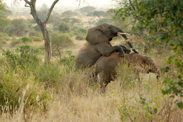 Two elephants in love — Stock Photo, Image