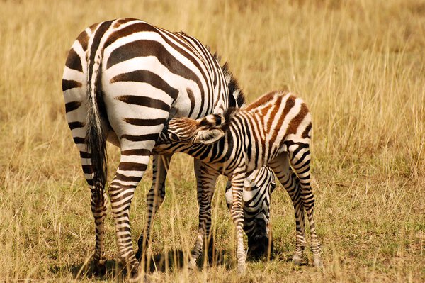 Mother nursing baby zebra