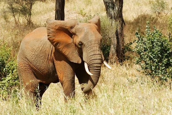Ładowanie słoń — Zdjęcie stockowe