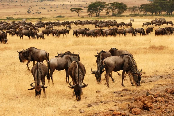 Migracji GNU — Zdjęcie stockowe