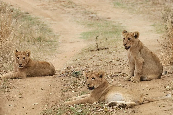 Cuccioli di leone — Foto Stock