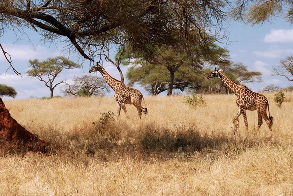 Dwie żyrafy w Afryce — Zdjęcie stockowe