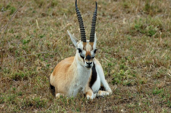 Газель Томсона
