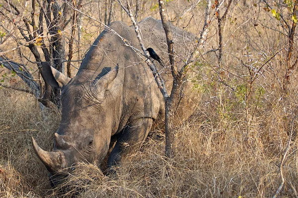 Rhino Grazing — Stock Photo, Image