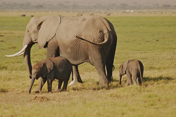 Elefante madre con bebés —  Fotos de Stock