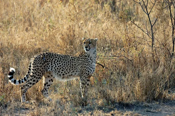 Cheetah — Stock Photo, Image