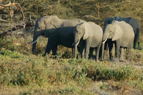 Elefantenfamilie Stockfoto