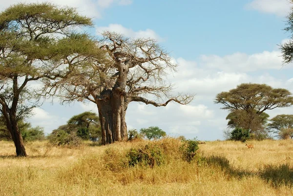 O Serengeti Fotografia De Stock