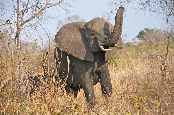 Mãe elefante protegendo bebê Imagem De Stock