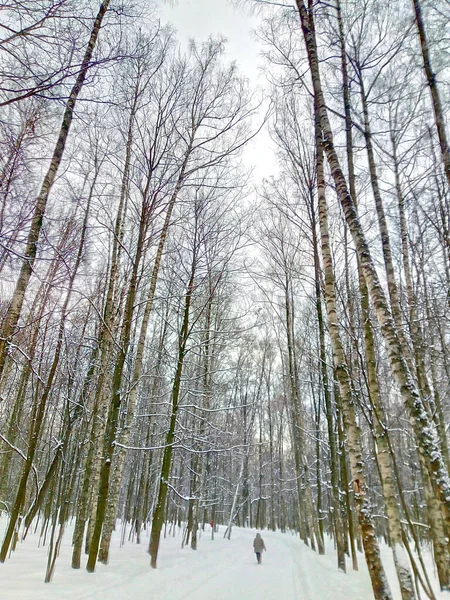 Зимний Лес Деревья Природа Тихая Спокойная Спокойная — стоковое фото