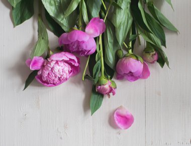 ilk peonies