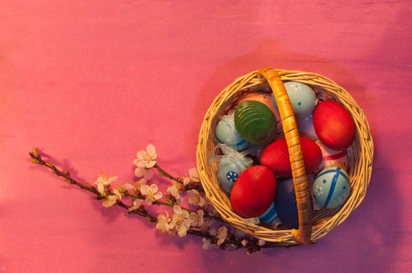 Easter eggs in basket with apricot twig on pink — Stock Photo, Image