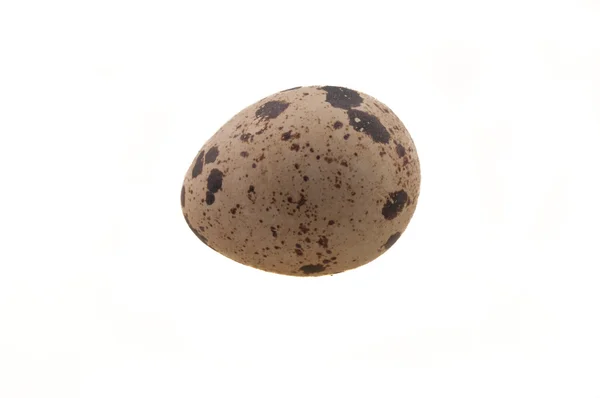 Quail's egg — Stock Photo, Image