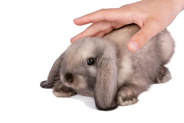 Conejo y una mano aislada — Foto de Stock