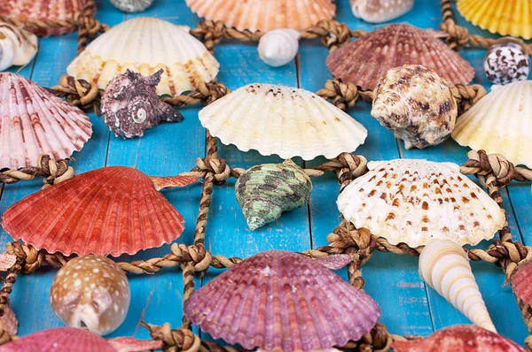 Sea Shells Over Wooden Background — Stock Photo, Image