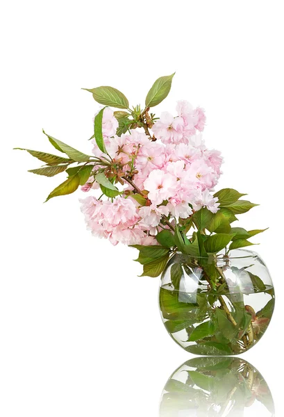 Sakura flowers in a vase isolated — Stock Photo, Image