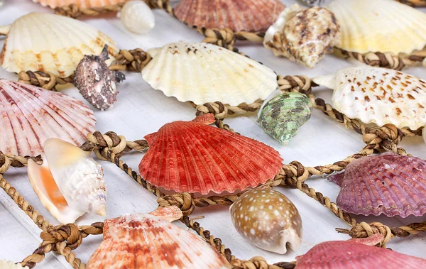 Sea Shells Over White Wooden Background — Stock Photo, Image