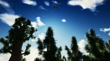 ormandaki helikopter kazası
