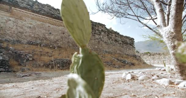 Ein kleiner Kaktus im Schatten des antiken und archäologischen Mitla Oaxaca Mexiko — Stockvideo