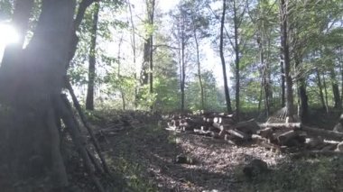 Güneş doğar ve orman manzarasında gölgeler oluşur.